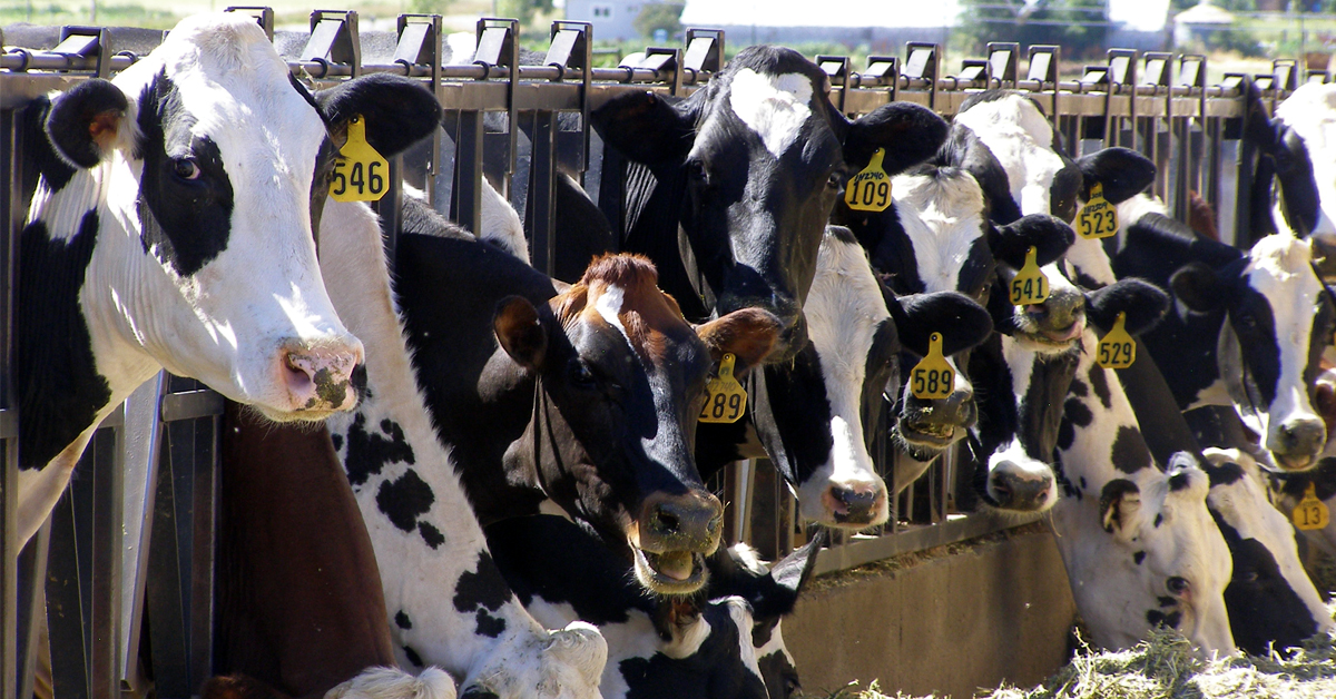 Optimizing Feed Intake in Dairy Cattle IFA's Helping to Grow Blog